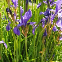 Iris typhifolia